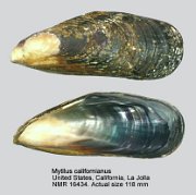 Mytilus californianus
